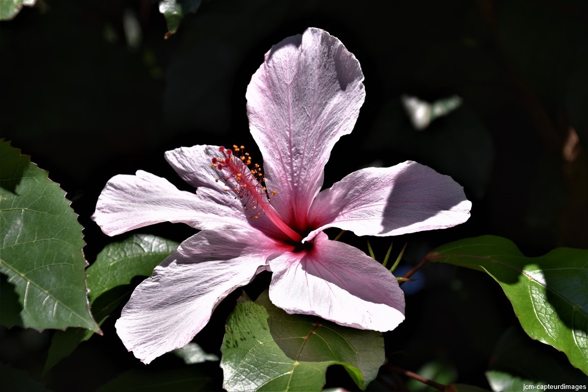 DSC_0205