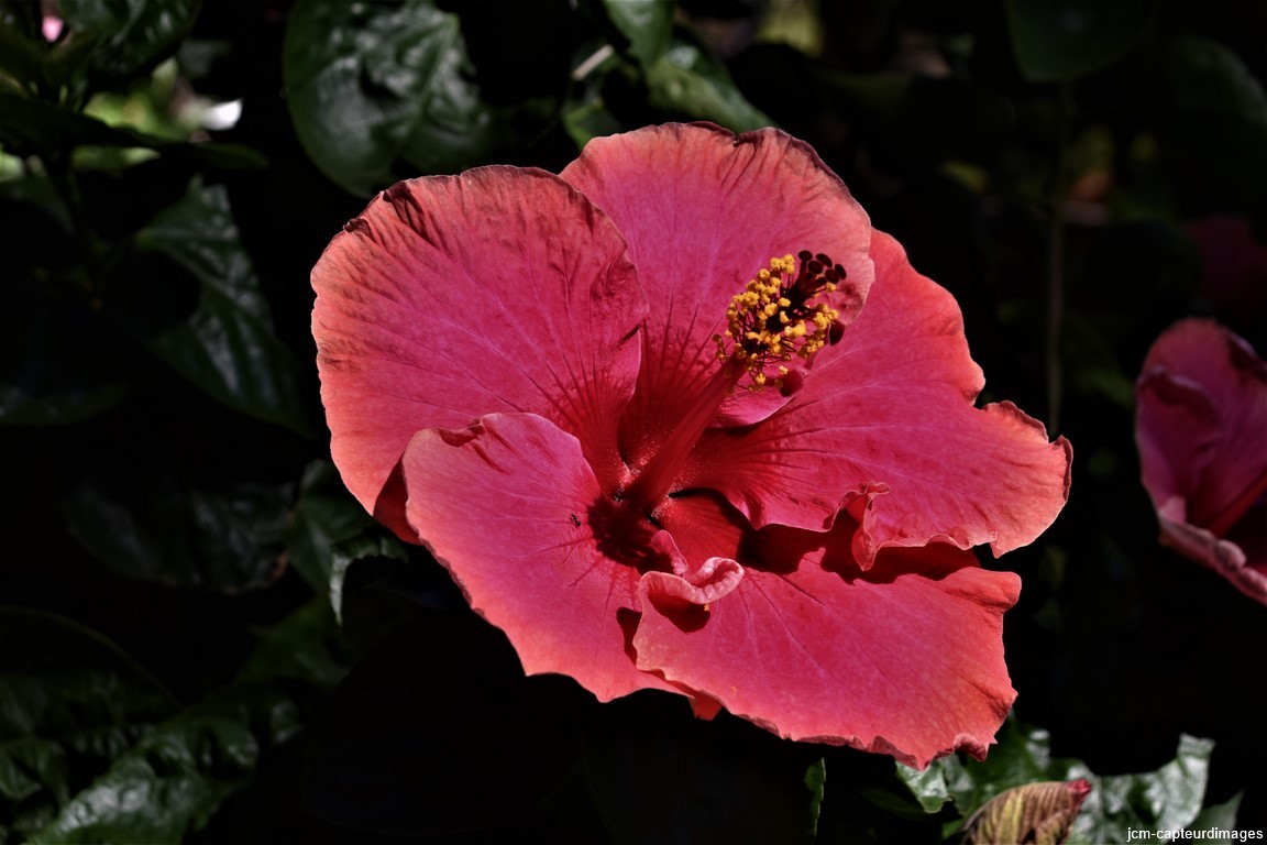 DSC_0220